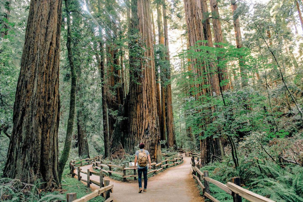 Muir Woods